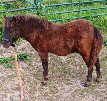 "RBR Toyland Zodiac's Little Eddie" Bay Gelding American Miniature