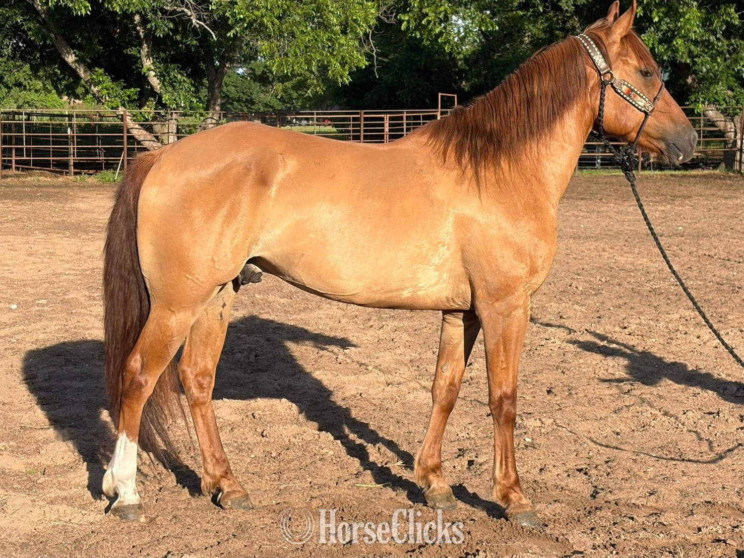"Rocky" Red Dun Gelding Quarter Horse in Kentucky