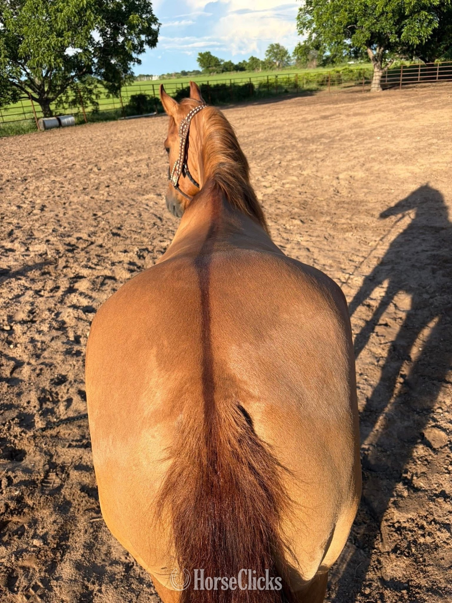 Kentucky "Rocky" Red Dun Gelding Quarter Horse
