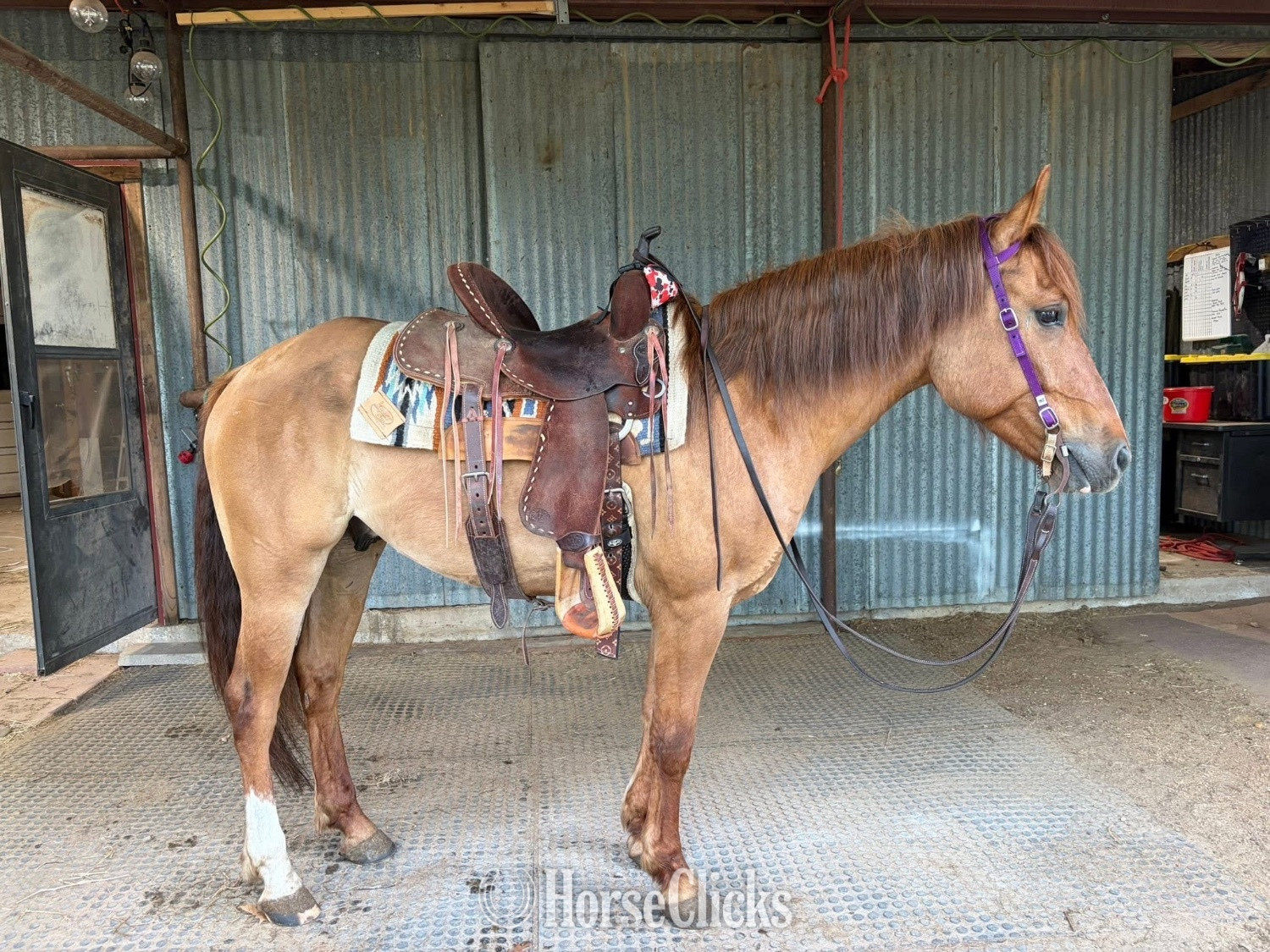 "Rocky" Red Dun Gelding Quarter Horse - Quarter Horse
