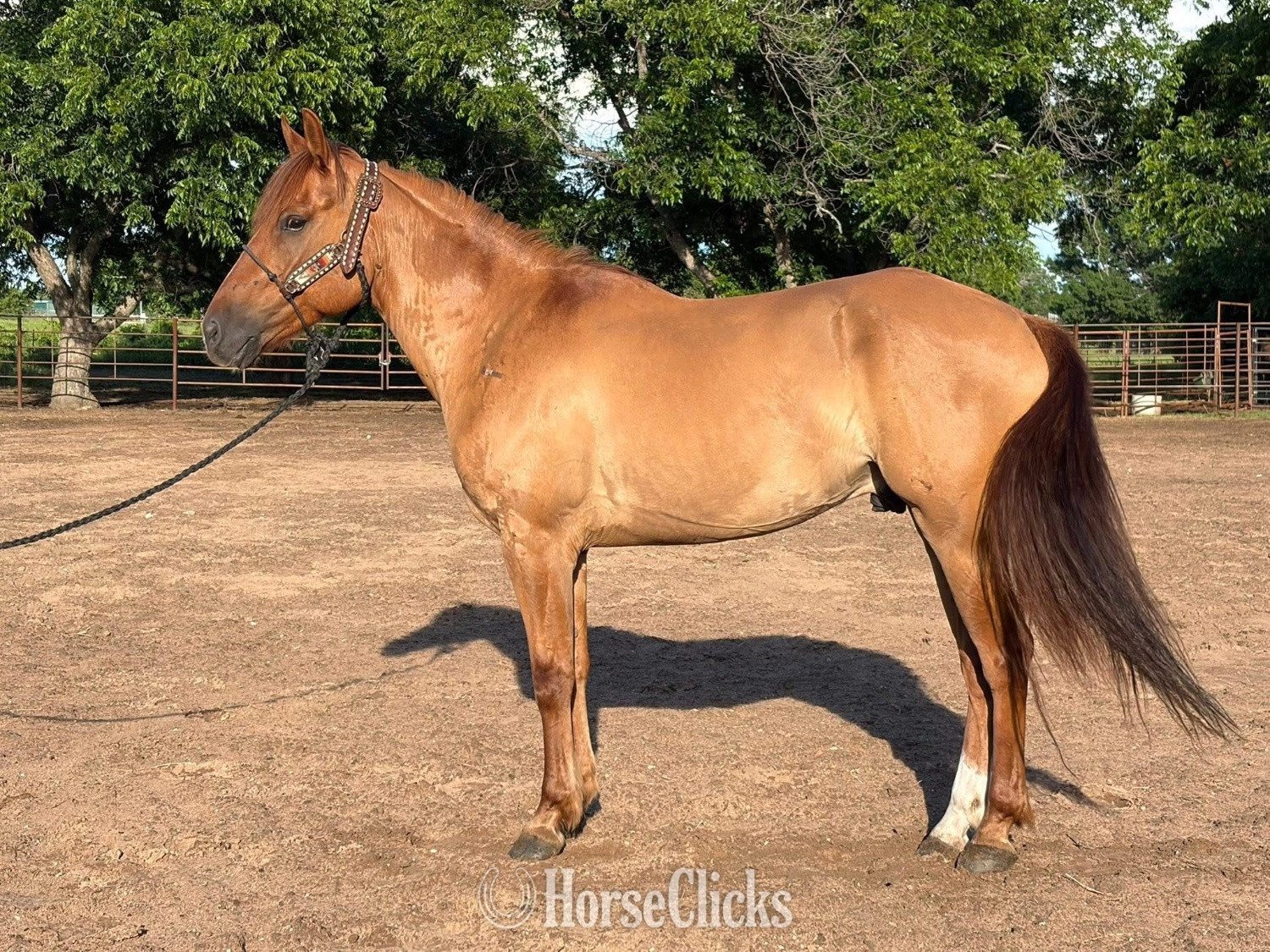 "Rocky" Red Dun Gelding Quarter Horse Kentucky