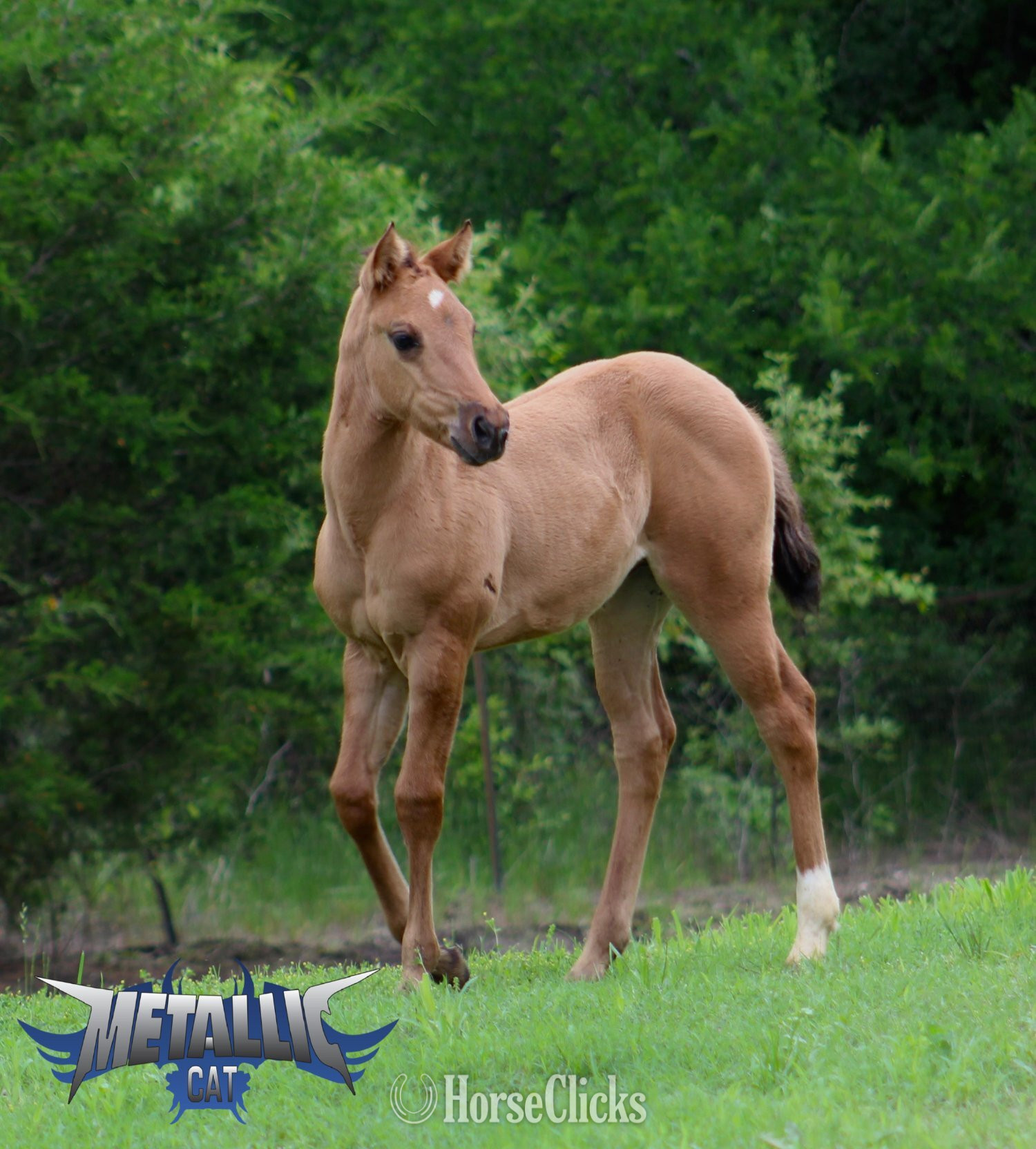 "METALLIC CAT X REINING IN DIAMONDS" Dun Filly Quarter Horse