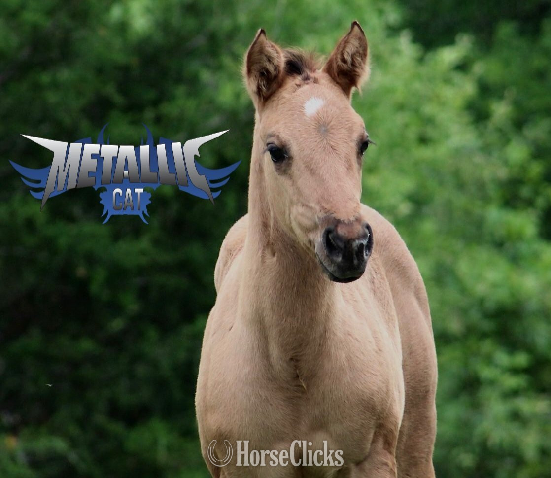 Texas "METALLIC CAT X REINING IN DIAMONDS" Dun Filly Quarter Horse