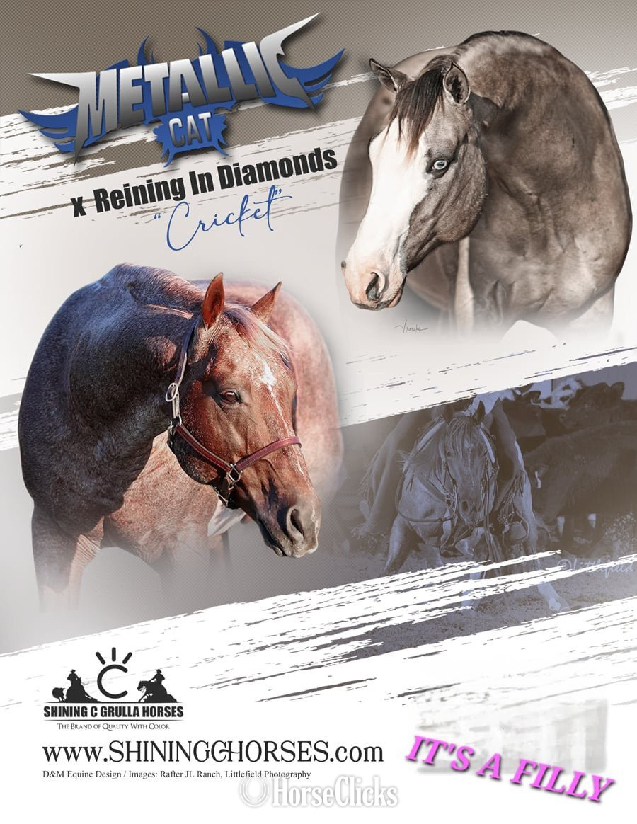 "METALLIC CAT X REINING IN DIAMONDS" Dun Filly Quarter Horse - Quarter Horse in Texas