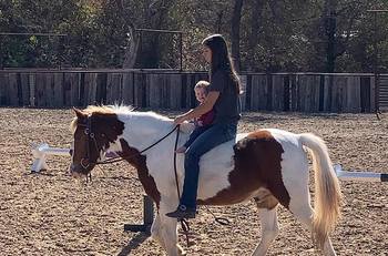 "Malone" Sorrel Gelding Pony
