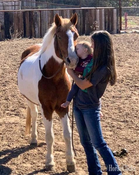 "Malone" Sorrel Gelding Pony Texas