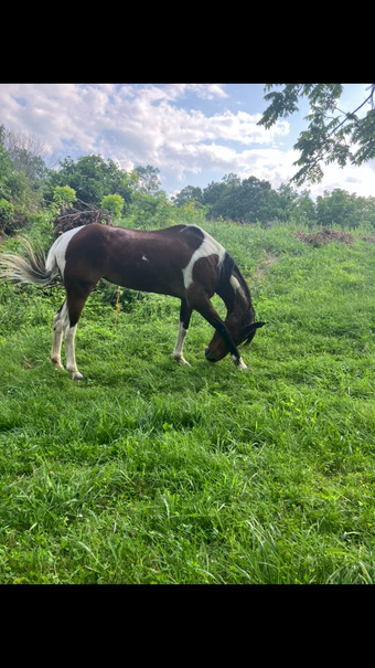 "LILO" Mare Paint