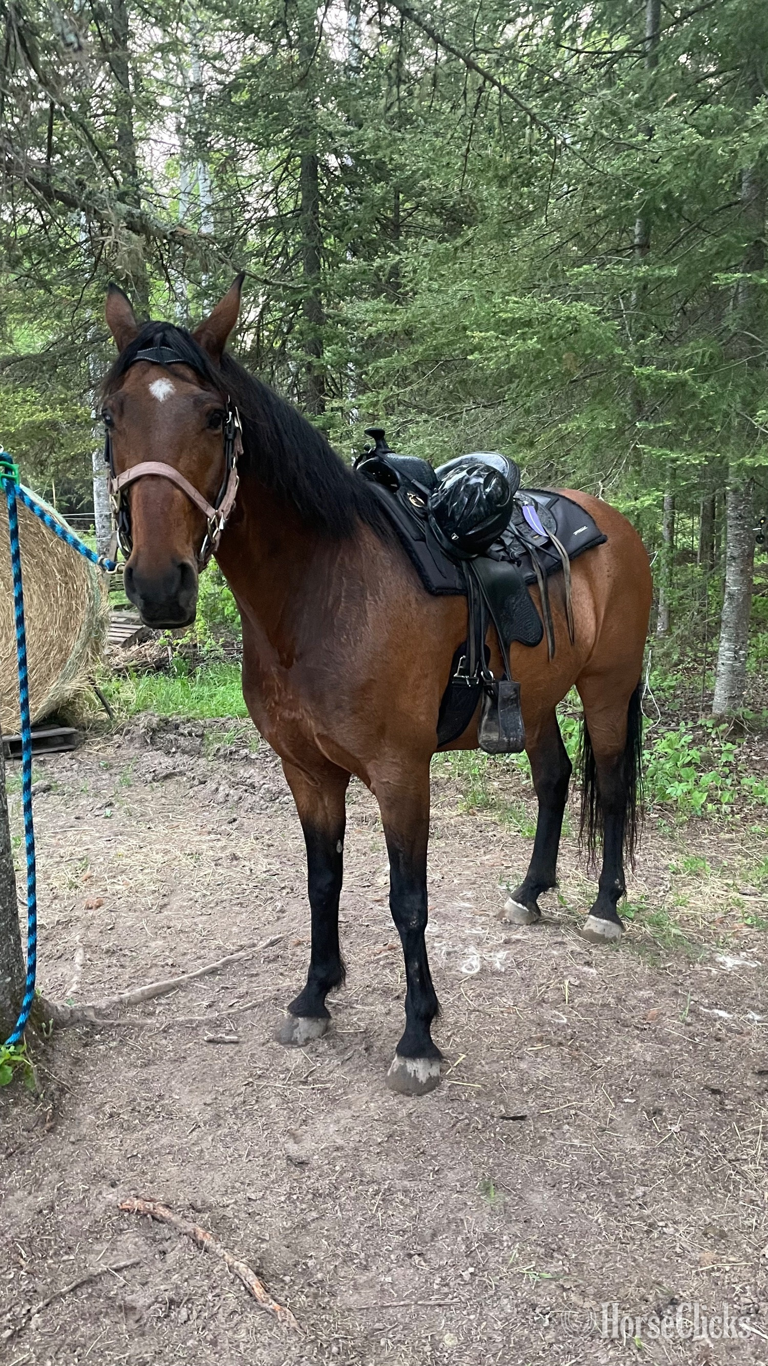 "Boone" Bay Gelding Tennessee Walker in Ontario