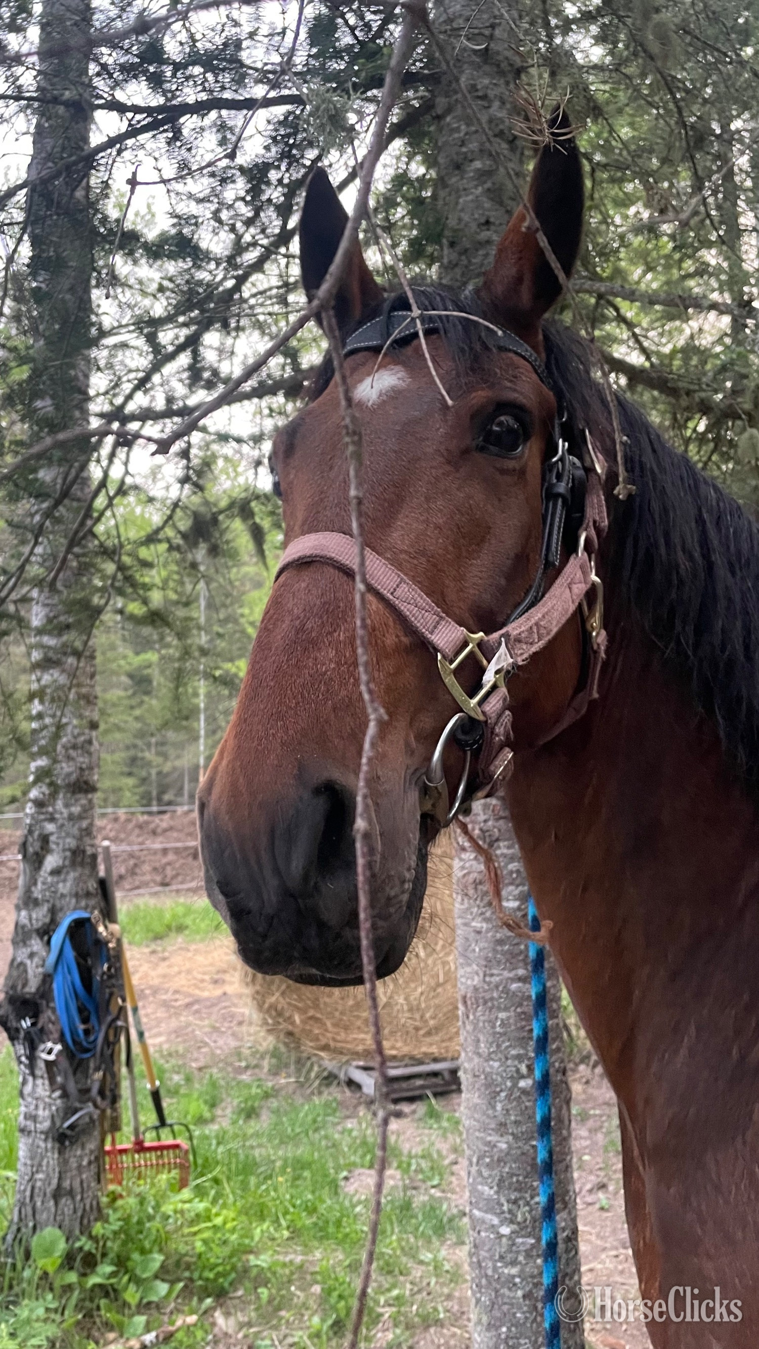 "Boone" Bay Gelding Tennessee Walker
