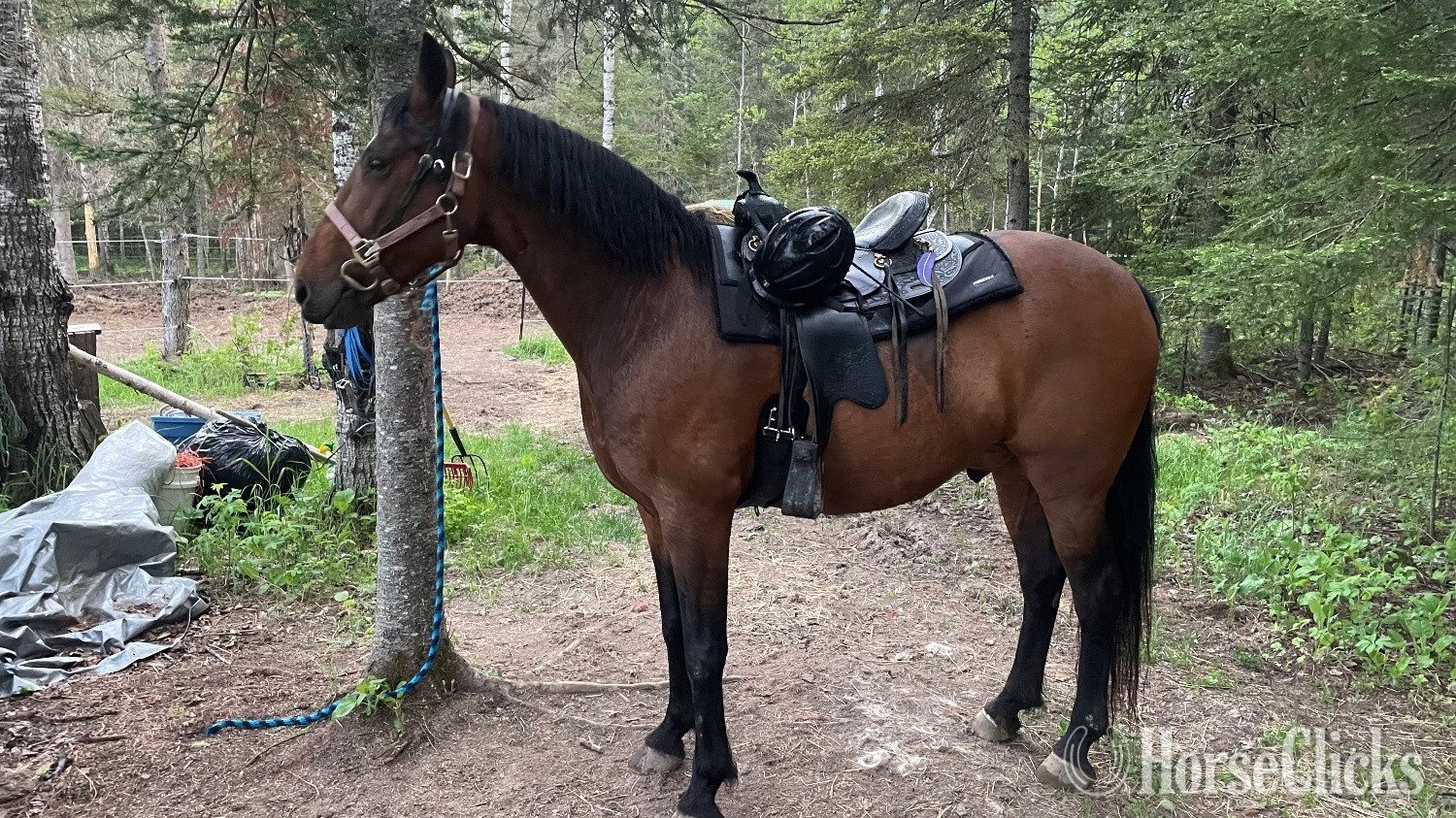Ontario "Boone" Bay Gelding Tennessee Walker