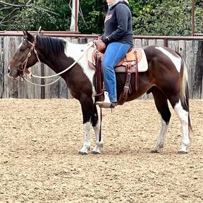 "Pinball" Bay Gelding Paint