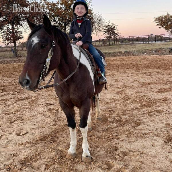 "Pinball" Bay Gelding Paint in Texas