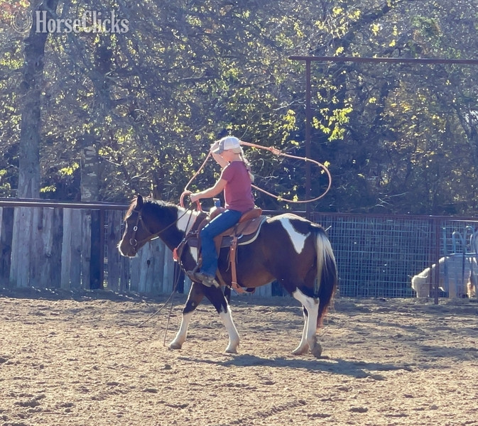 "Pinball" Bay Gelding Paint