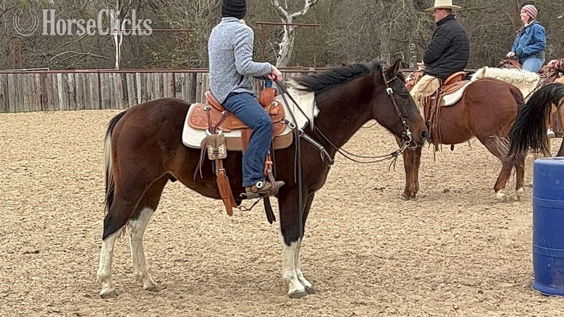 Texas "Pinball" Bay Gelding Paint
