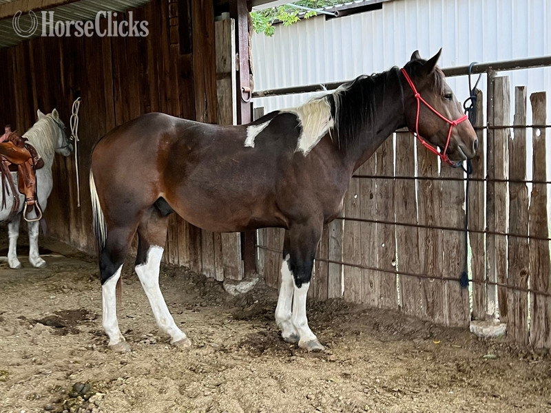 "Pinball" Bay Gelding Paint - Paint in Texas