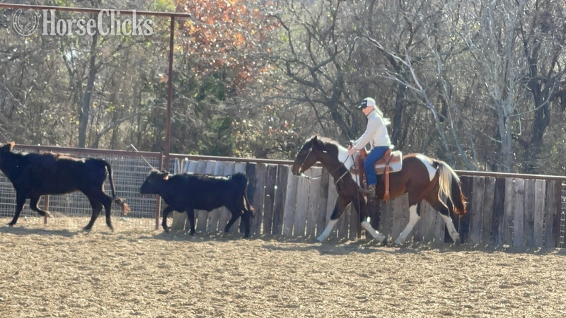 "Pinball" Bay Gelding Paint - Paint