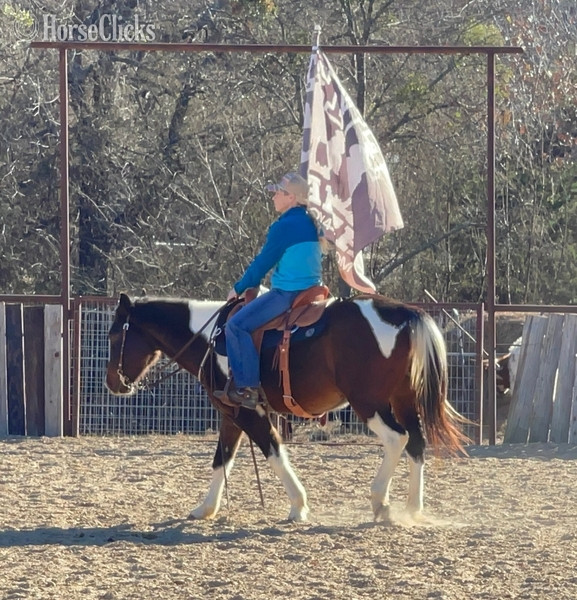 "Pinball" Bay Gelding Paint Texas