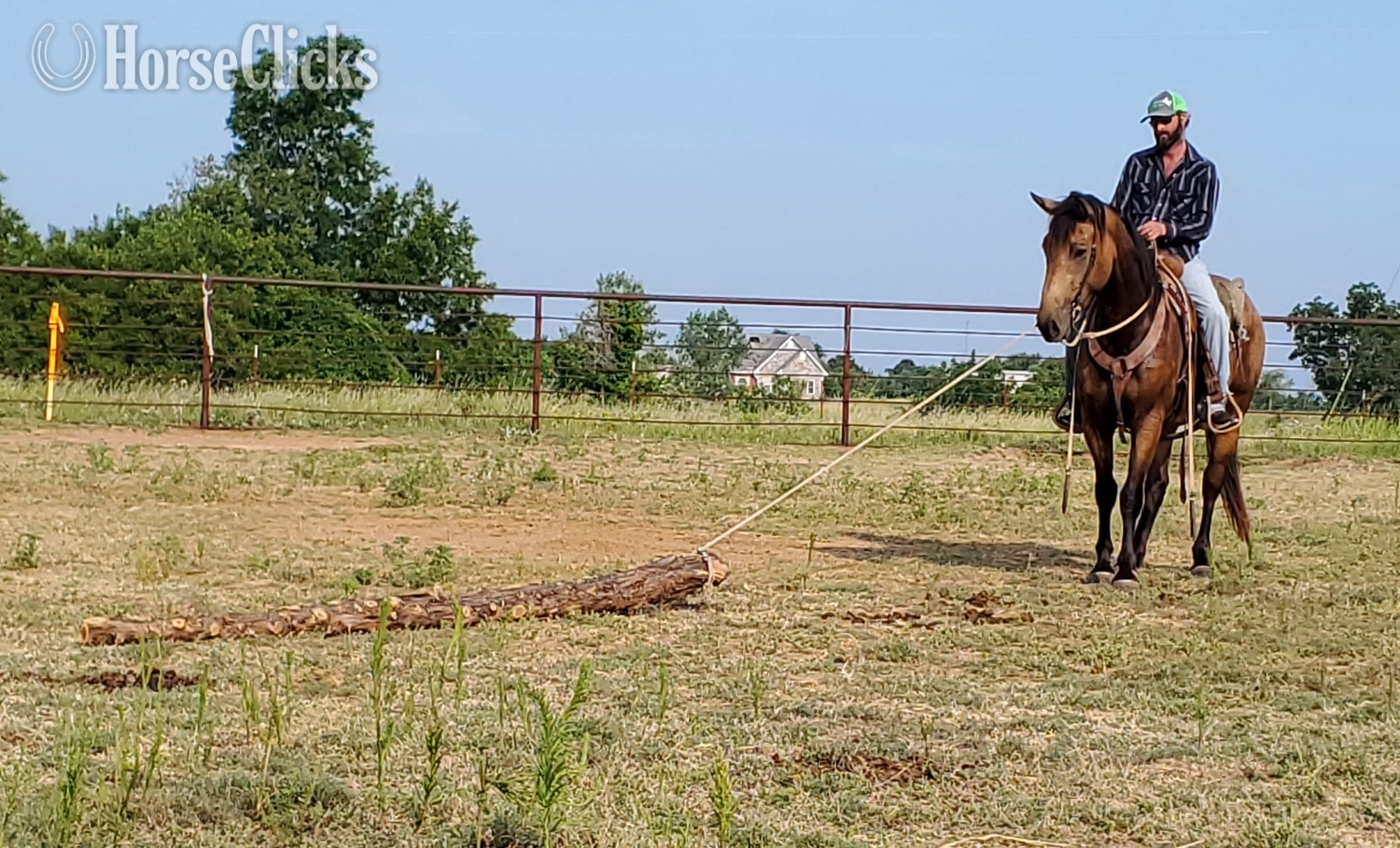 "BERTHA" Buckskin Mare Draft - Draft