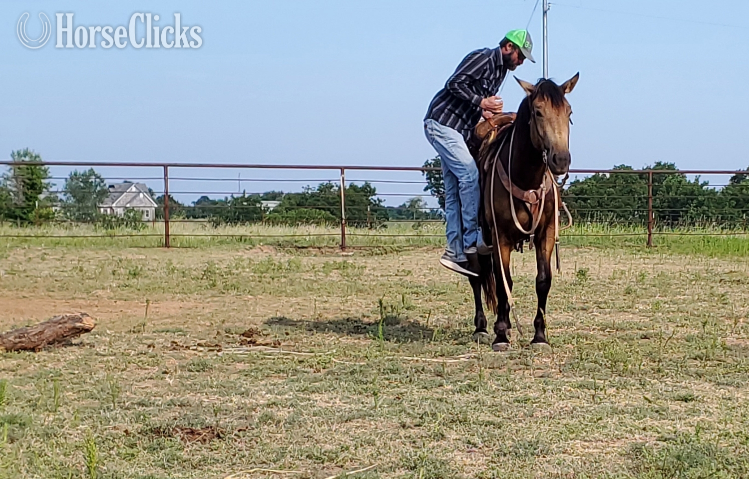 "BERTHA" Buckskin Mare Draft - Draft in Oklahoma