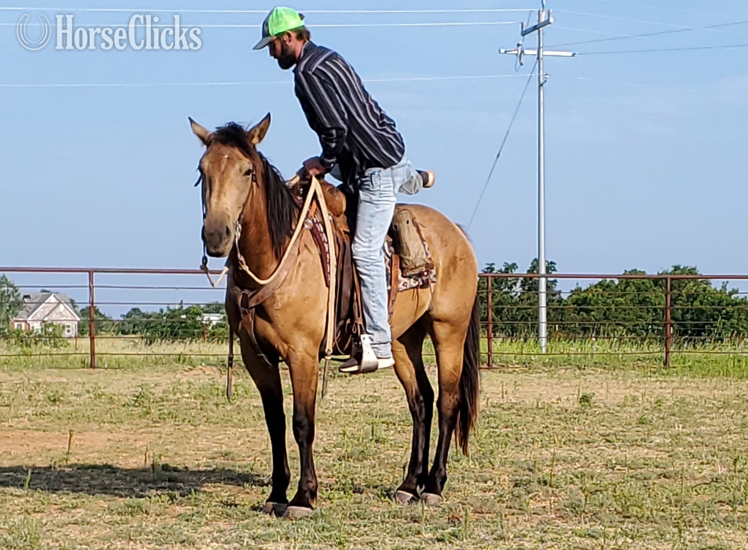 Oklahoma "BERTHA" Buckskin Mare Draft