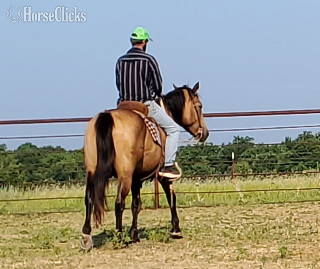 "BERTHA" Buckskin Mare Draft