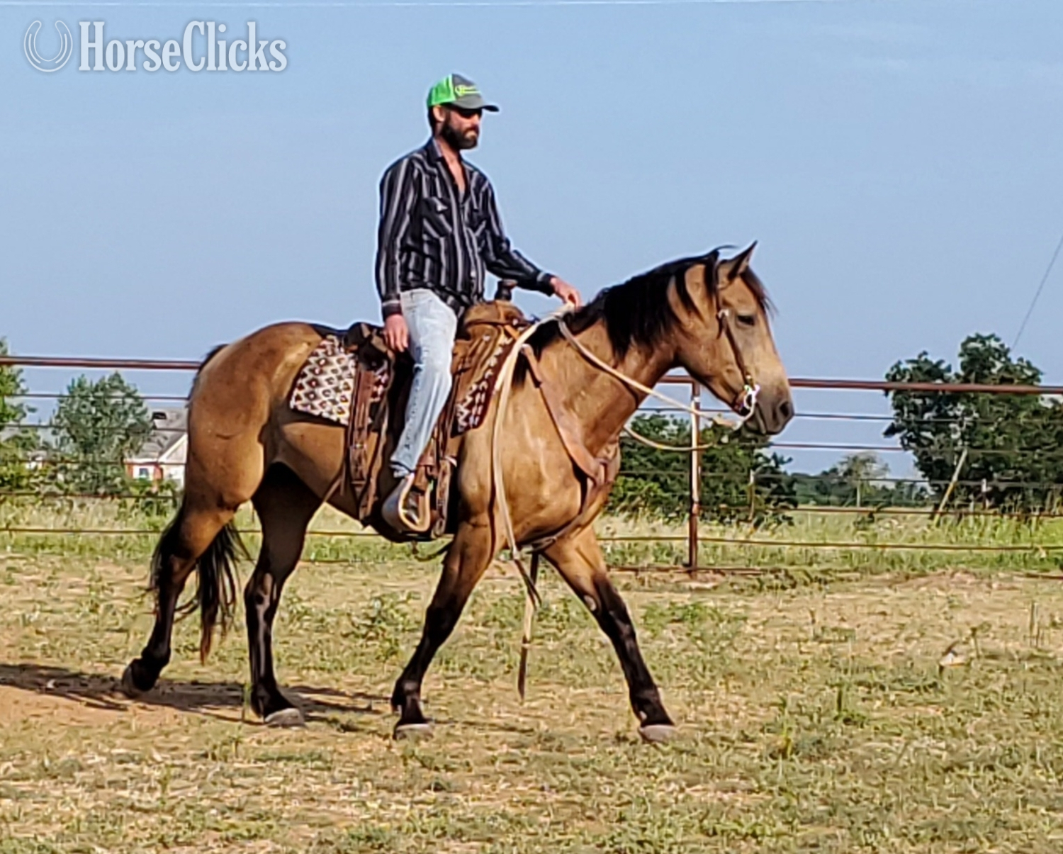 "BERTHA" Buckskin Mare Draft in Oklahoma