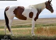 "Aurora" Tabiano Mare Paint