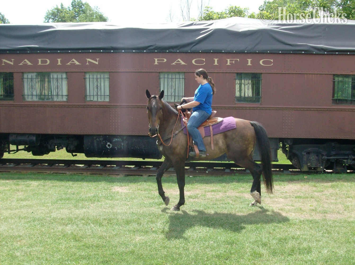 "Moose"  Gelding Standardbred