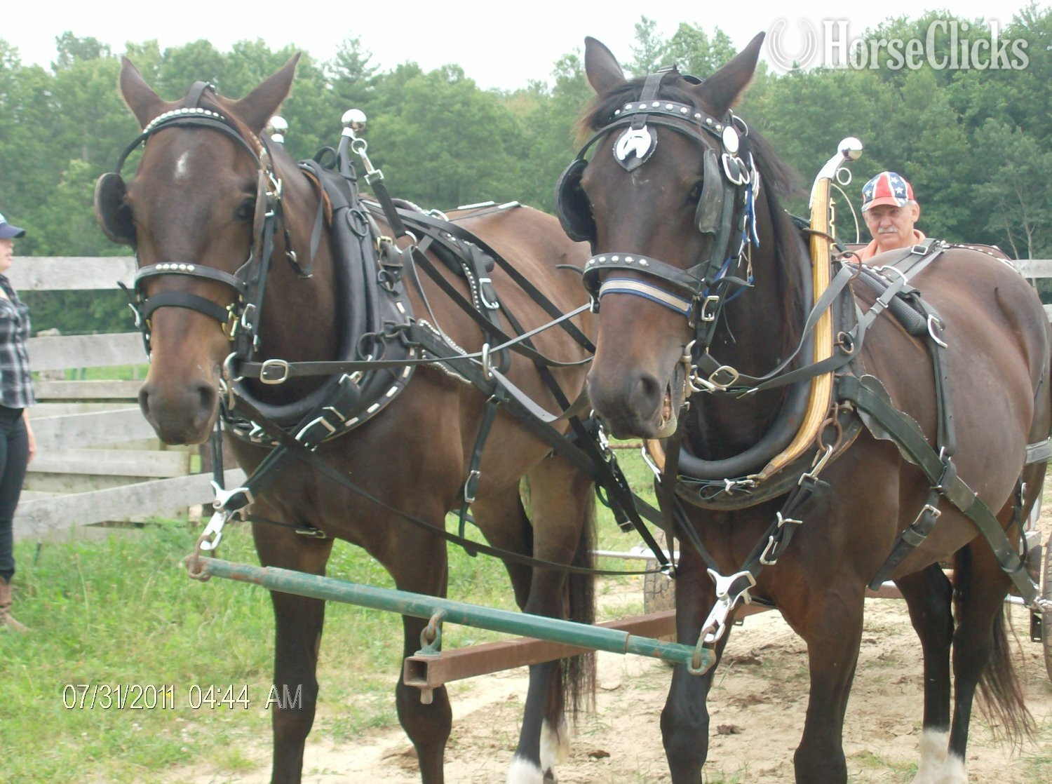 Ontario "Moose"  Gelding Standardbred