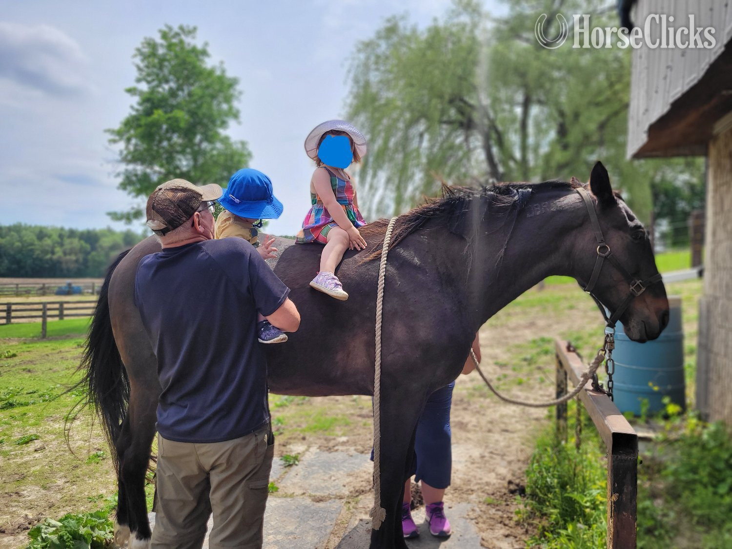 "Moose"  Gelding Standardbred - Standardbred in Ontario