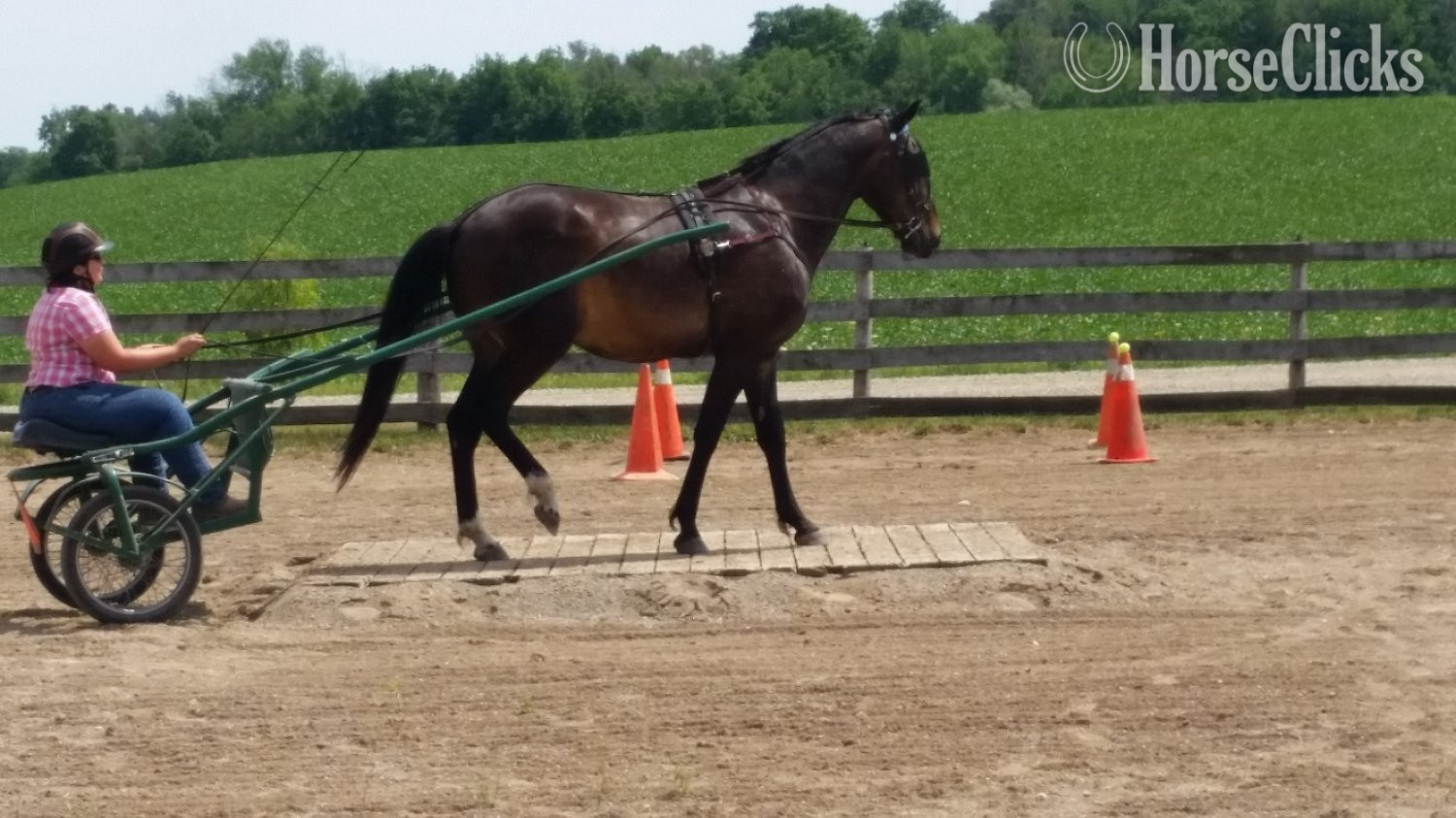 "Moose"  Gelding Standardbred Ontario