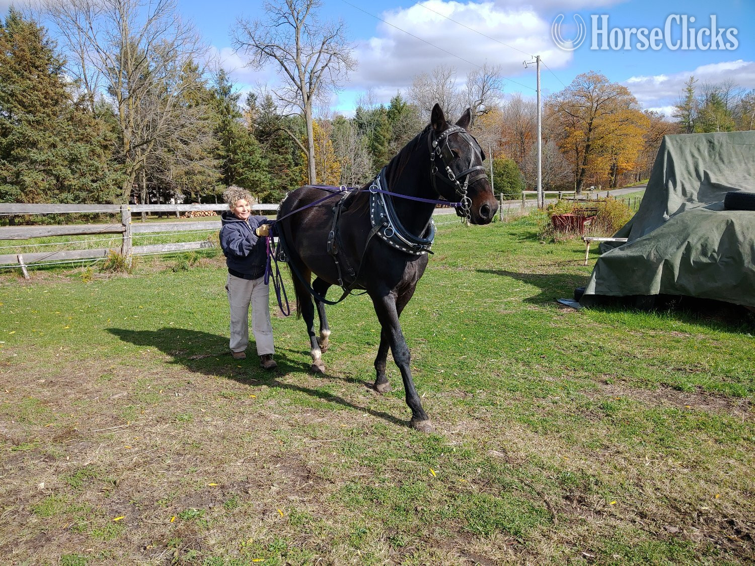 Standardbred - "Moose"  Gelding Standardbred in Ontario