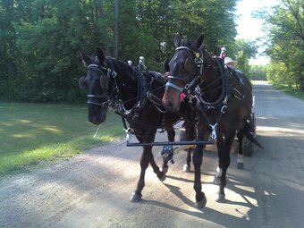 "Moose"  Gelding Standardbred