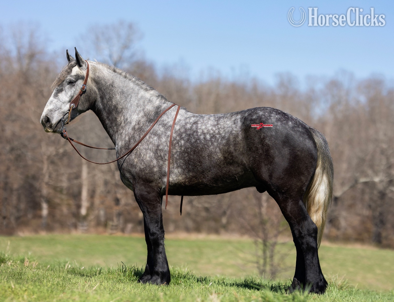 "Vander" Dappled Gelding Draft - Draft in Missouri