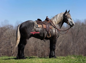 "Vander" Dappled Gelding Draft