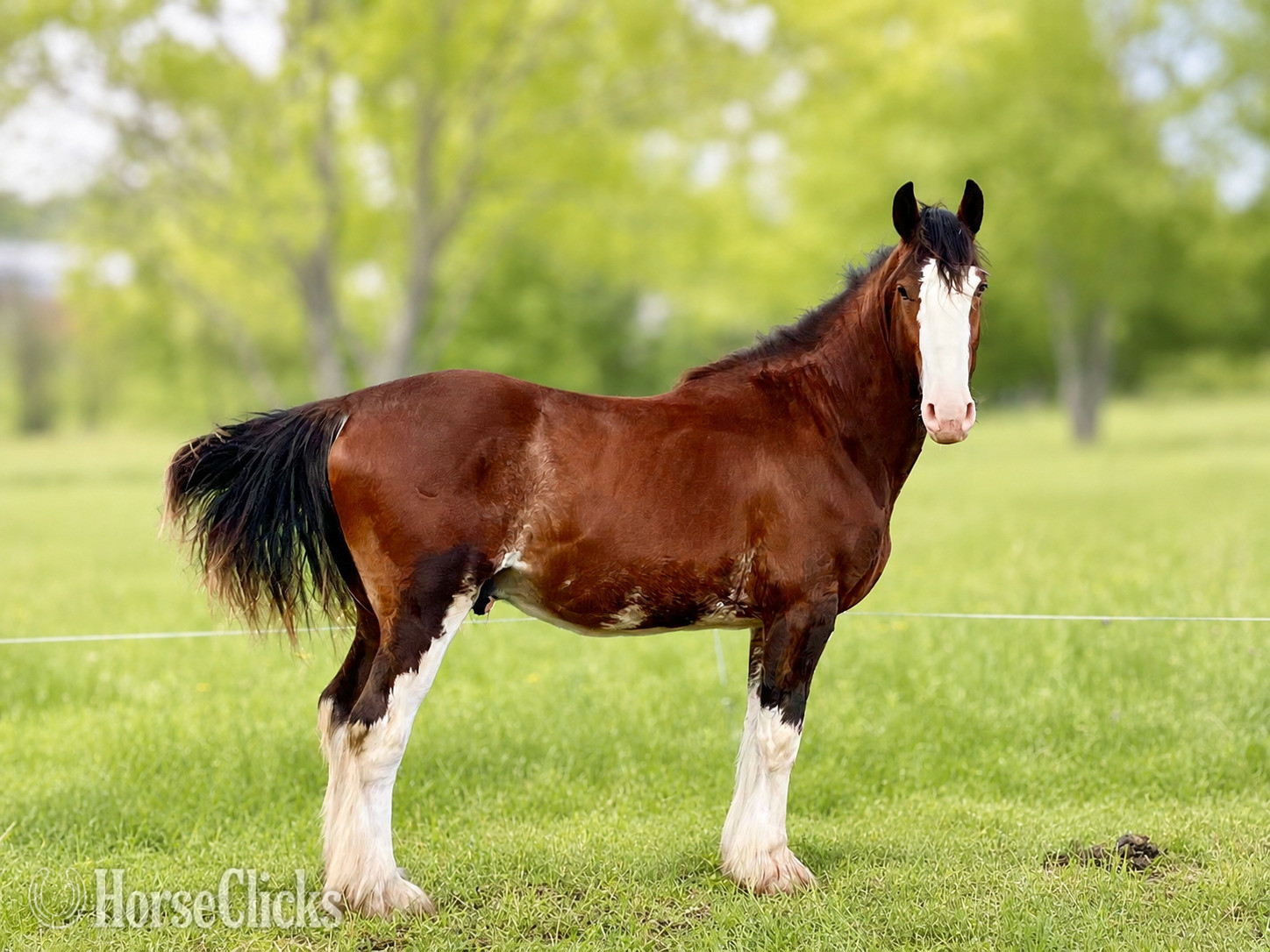 "Darkhearted Harley Jr." Bay Stallion Clydesdale