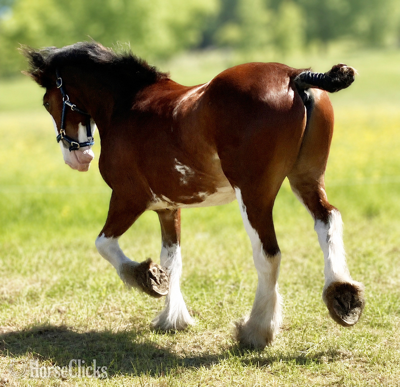 New York "Darkhearted Harley Jr." Bay Stallion Clydesdale
