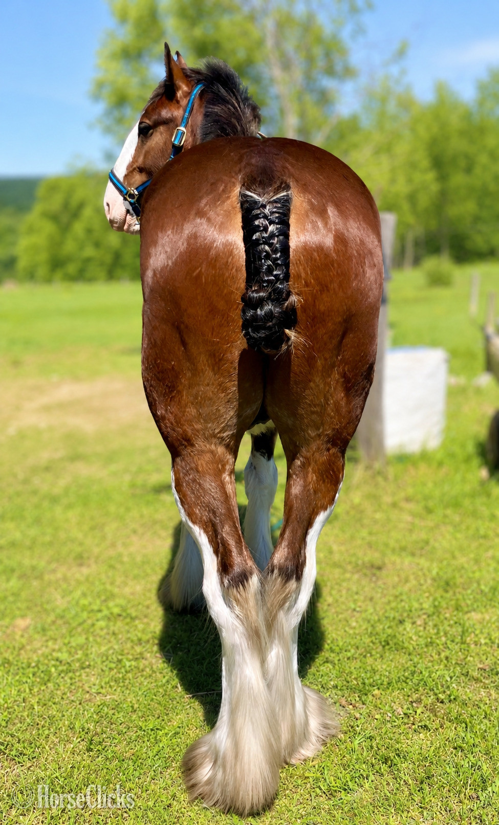"Darkhearted Harley Jr." Bay Stallion Clydesdale - Clydesdale in New York