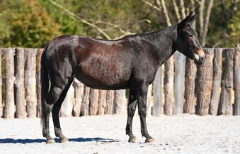 "POLLY POCKET" Black Mare Mule
