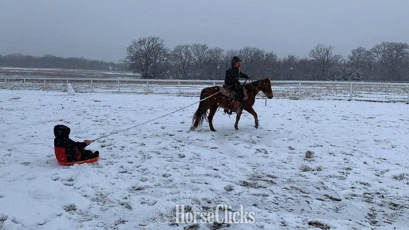 "Little Fry" Sorrel Gelding Quarter Pony in Texas