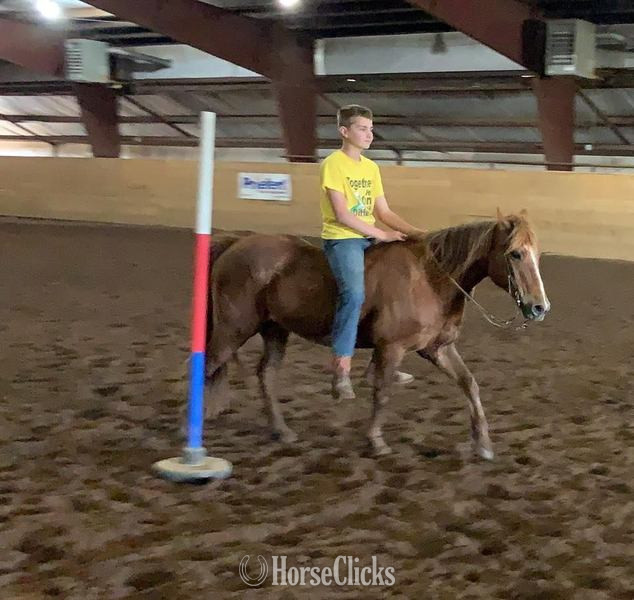 "Little Fry" Sorrel Gelding Quarter Pony