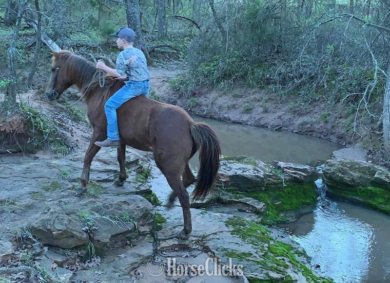 Texas "Little Fry" Sorrel Gelding Quarter Pony