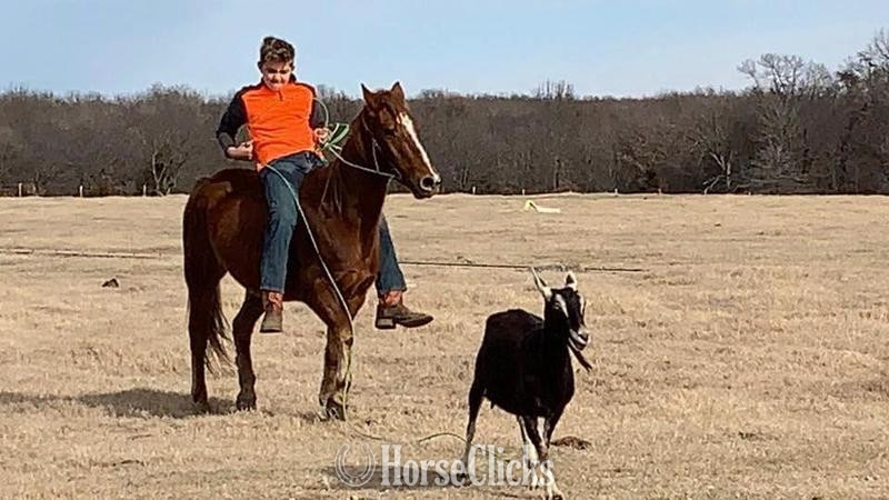 "Little Fry" Sorrel Gelding Quarter Pony - Quarter Pony in Texas