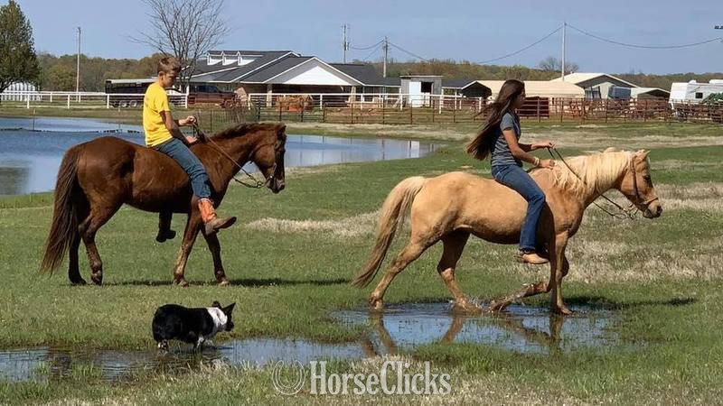 "Little Fry" Sorrel Gelding Quarter Pony - Quarter Pony