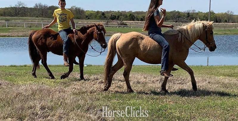 "Little Fry" Sorrel Gelding Quarter Pony Texas