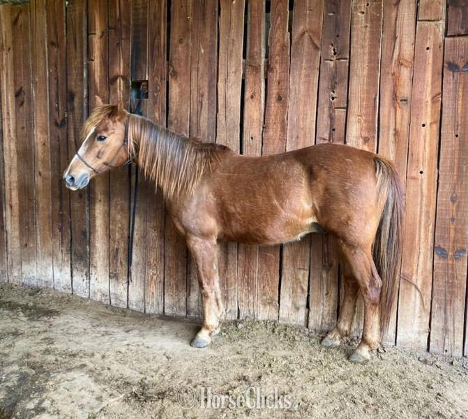Quarter Pony - "Little Fry" Sorrel Gelding Quarter Pony in Texas