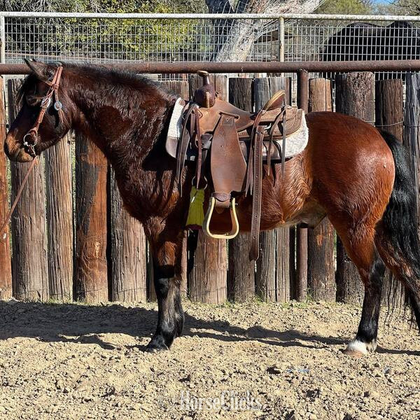 "Hanz" Bay Gelding Pony in Texas