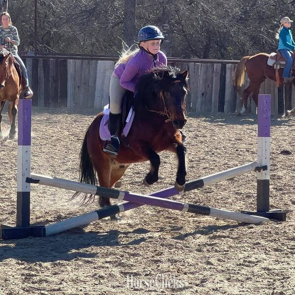 "Hanz" Bay Gelding Pony