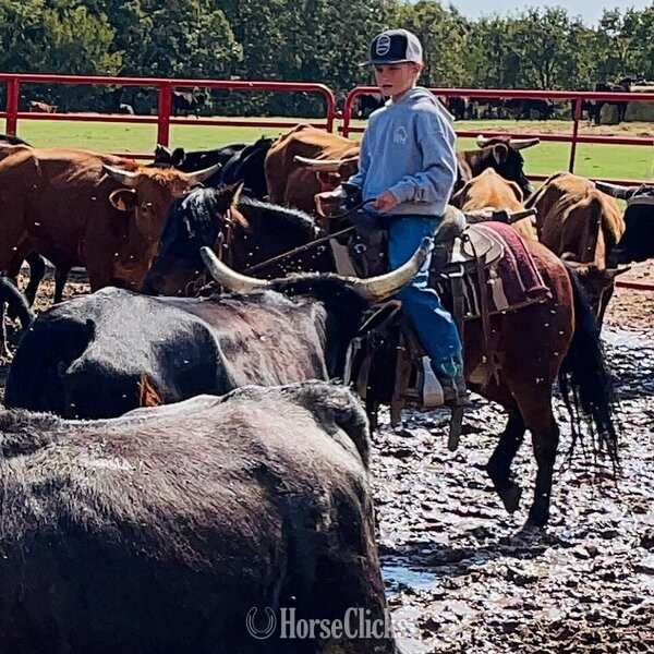 Texas "Hanz" Bay Gelding Pony