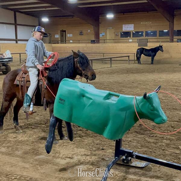 "Hanz" Bay Gelding Pony - Pony in Texas
